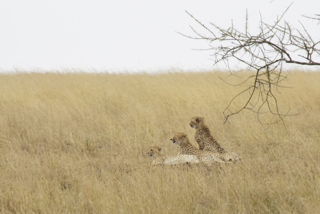 Three cheetahs lying in tall yellow grass, two of them with heads raised toward the left, an acacia branch above them