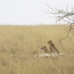 Three cheetahs lying in tall yellow grass, two of them with heads raised toward the left, an acacia branch above them