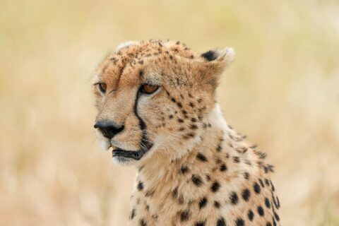Portrait of a cheetah at a three-quarter angle, the black tear marks from the corner of the eye to the muzzle clearly visible, against a blurred background of dry grass