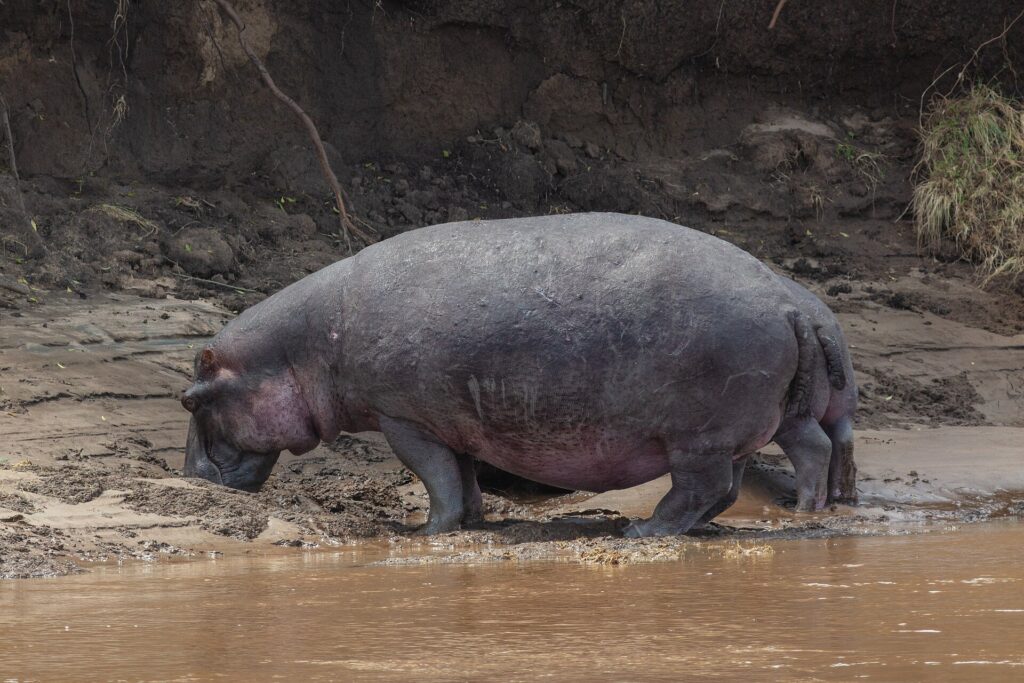 A lone hippo climbs out of the brown water and walks along the muddy bank, head down, in front of a dark earth slope