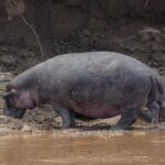 A lone hippo climbs out of the brown water and walks along the muddy bank, head down, in front of a dark earth slope