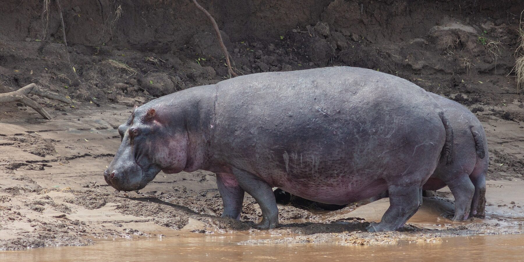 A hippo in profile walks along the muddy bank beside the brown water, in front of a slope of black earth with hanging roots