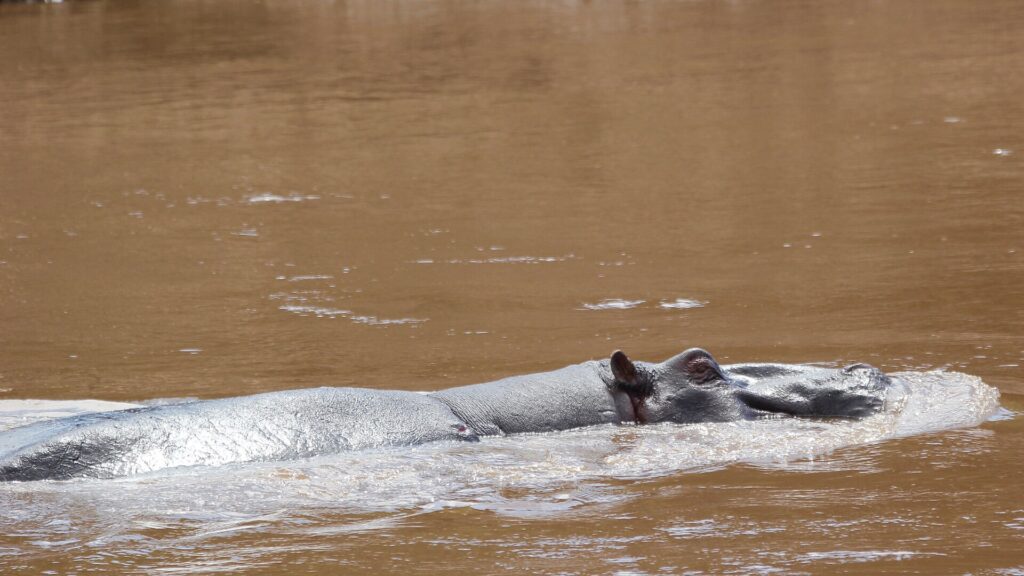The back and head of a big male hippo break the surface of the fast brown river, its ears and eye barely showing