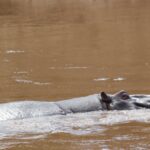 The back and head of a big male hippo break the surface of the fast brown river, its ears and eye barely showing