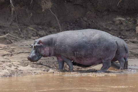 A hippo in profile walks along the muddy bank beside the brown water, in front of a slope of black earth with hanging roots