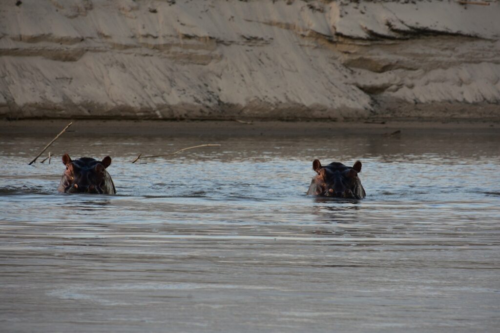 Two hippos show only their eyes and ears above the water of the Rufiji, with a sandbank behind