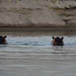 Two hippos show only their eyes and ears above the water of the Rufiji, with a sandbank behind