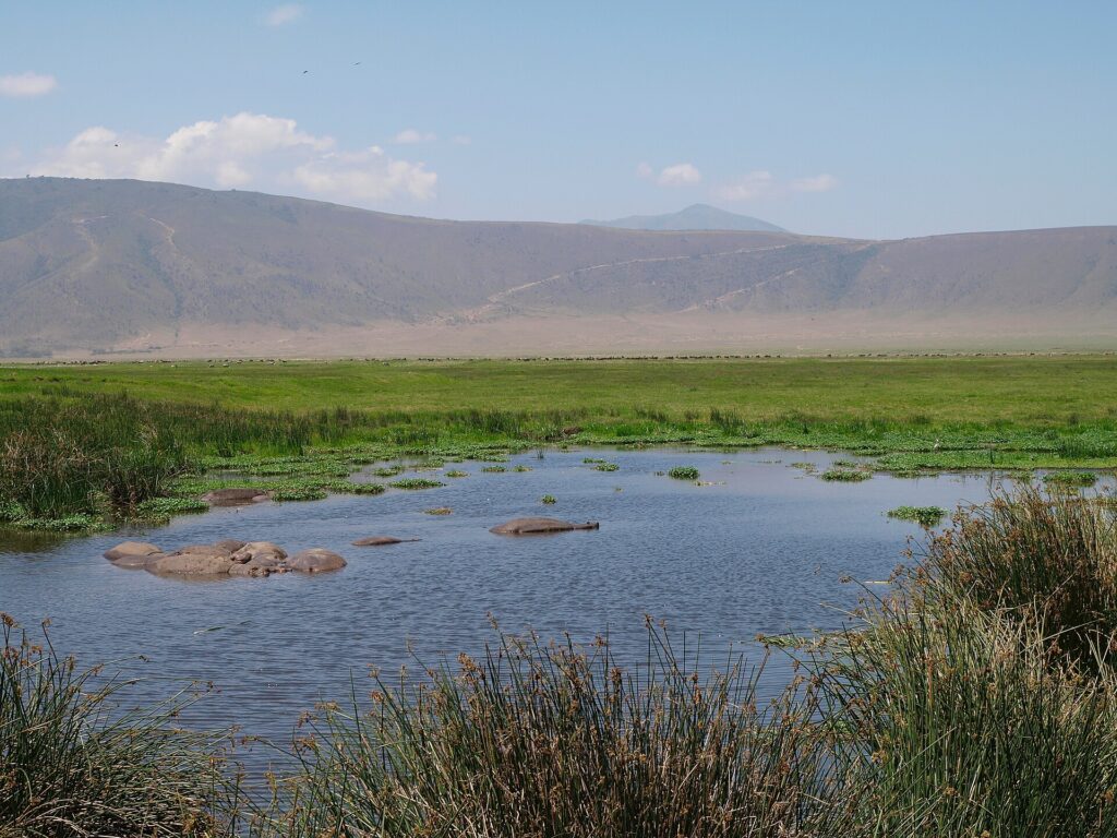 Hippos submerged in a reed-fringed pool, with a line of wildebeest and the crater wall in the background