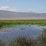 Hippos submerged in a reed-fringed pool, with a line of wildebeest and the crater wall in the background