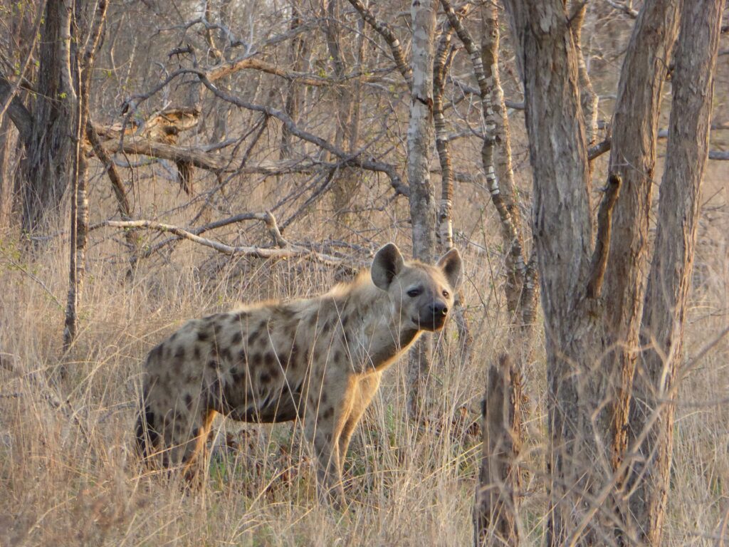 A spotted hyena standing in dry grass between bare trunks, its head turned toward the camera, in the gray winter bush