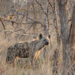 A spotted hyena standing in dry grass between bare trunks, its head turned toward the camera, in the gray winter bush