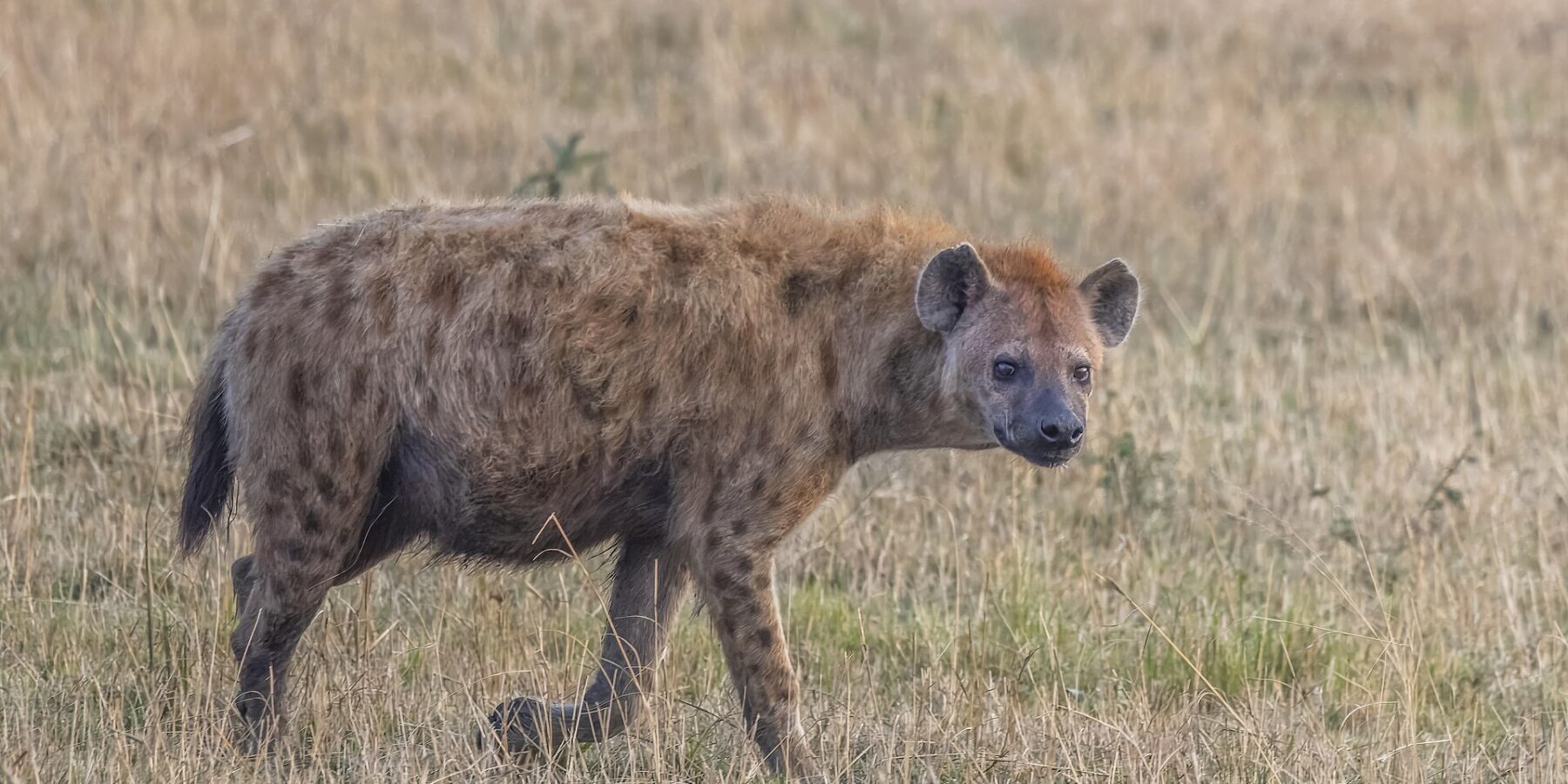 A spotted hyena walks in profile through dry grass and turns its head toward the camera, showing its sloping back and round ears