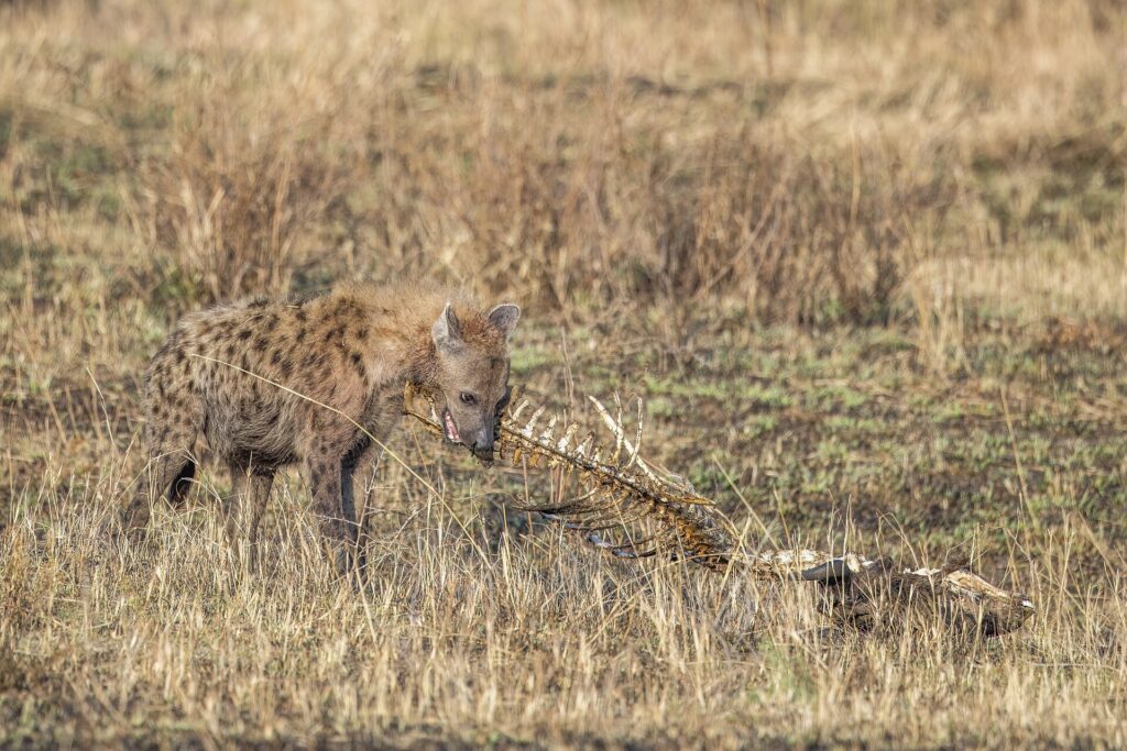 A spotted hyena gnaws the spine of a dried-out carcass in yellow grass