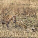 A spotted hyena gnaws the spine of a dried-out carcass in yellow grass