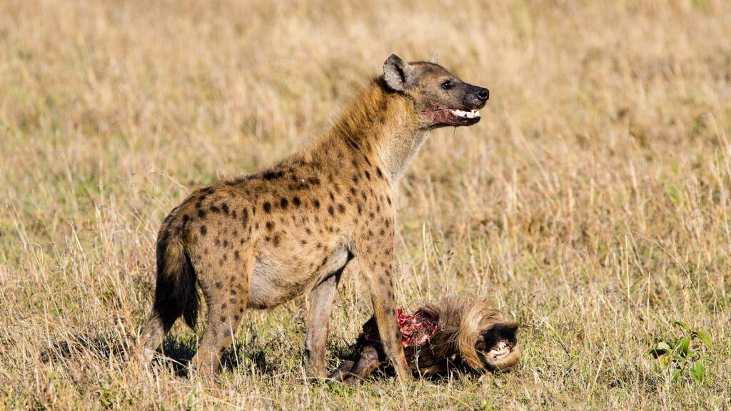 A spotted hyena stands over the head of a wildebeest in dry grass, its muzzle stained with blood and its mouth half open