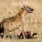 A spotted hyena stands over the head of a wildebeest in dry grass, its muzzle stained with blood and its mouth half open