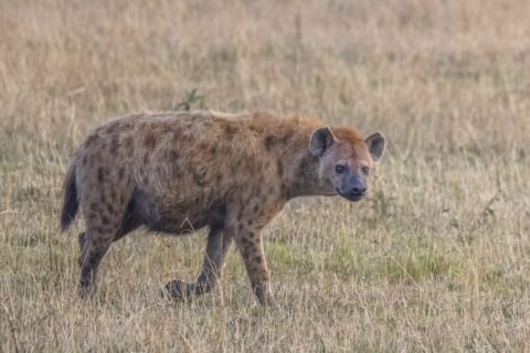 A spotted hyena walks in profile through dry grass and turns its head toward the camera, showing its sloping back and round ears