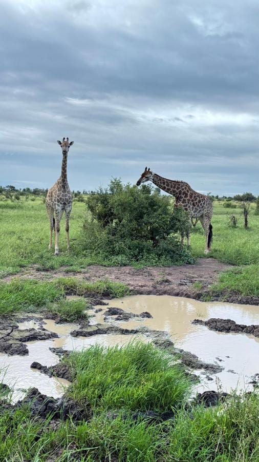 Two giraffes in the green savanna, near a puddle, under a gray sky