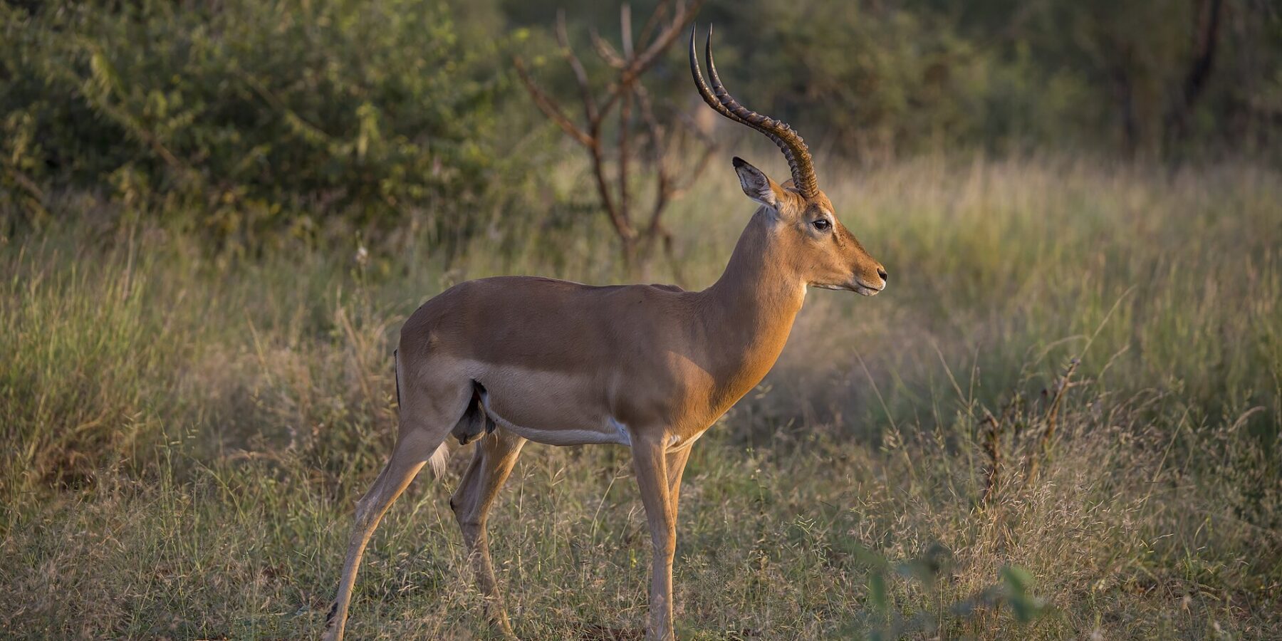 A male impala in profile in golden evening light, with ringed lyre-shaped horns, a russet back, a white belly and black tufts above the hind hooves