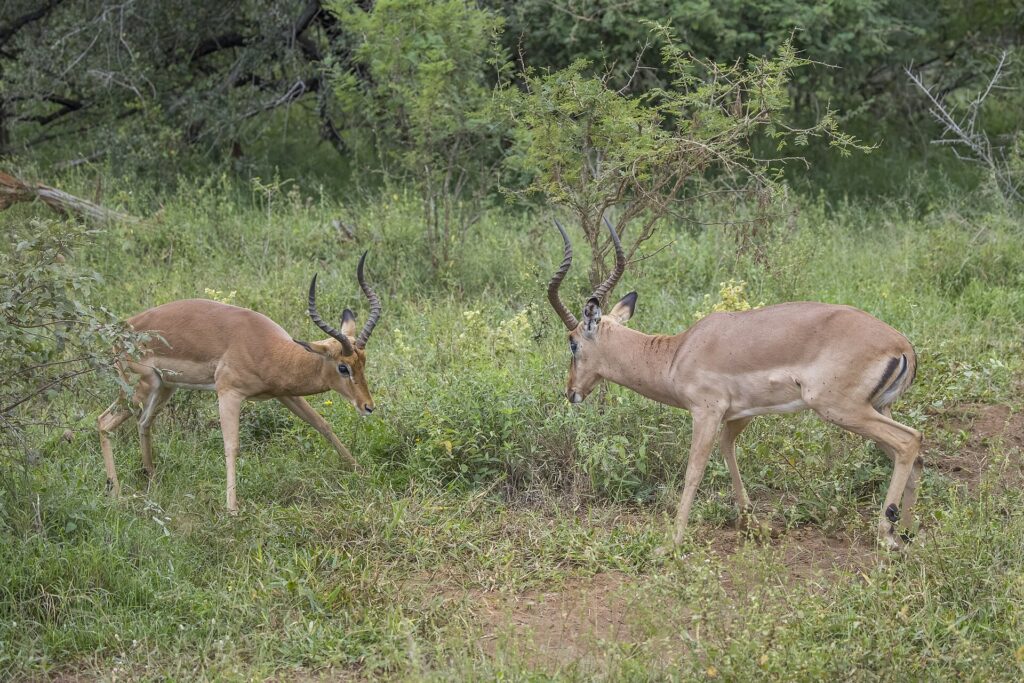 Two male impalas face to face in green vegetation, heads lowered and lyre-shaped horns about to clash
