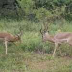 Two male impalas face to face in green vegetation, heads lowered and lyre-shaped horns about to clash