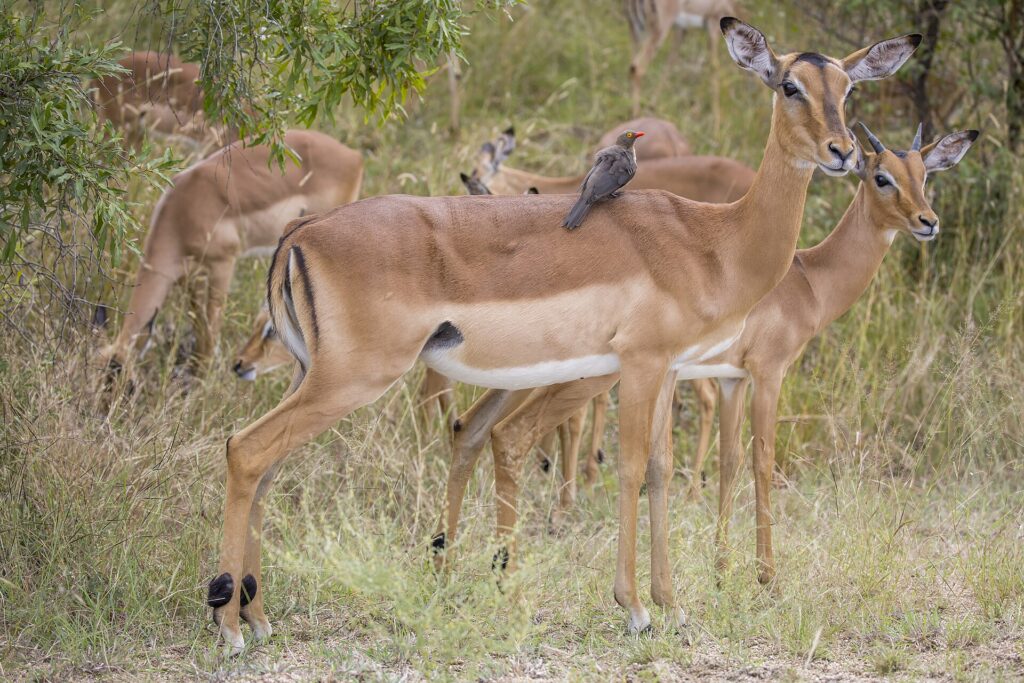 A female impala with a red-billed oxpecker perched on her back, a young male beside her and the herd grazing behind in green bush, the black stripes on her rump clearly visible