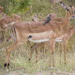 A female impala with a red-billed oxpecker perched on her back, a young male beside her and the herd grazing behind in green bush, the black stripes on her rump clearly visible
