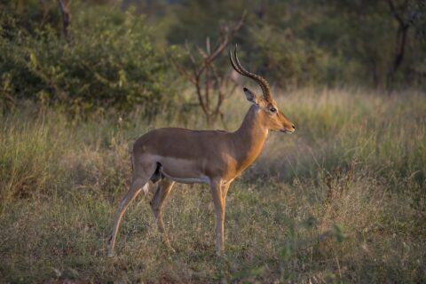 A male impala in profile in golden evening light, with ringed lyre-shaped horns, a russet back, a white belly and black tufts above the hind hooves