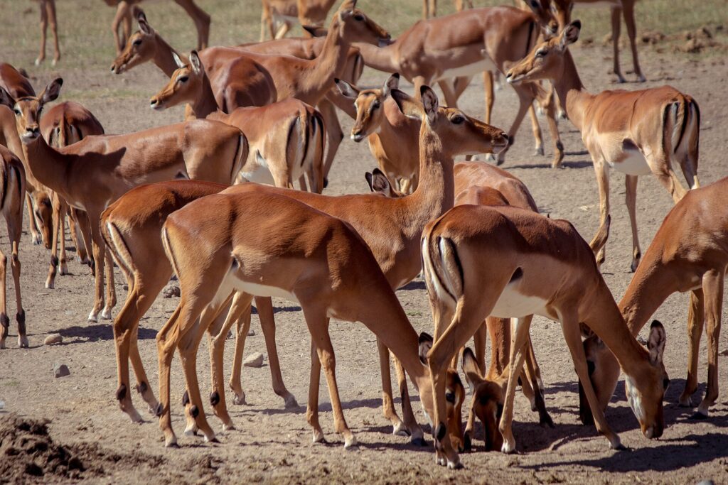 A tight herd of female impalas with reddish and white coats, standing or with heads down on the dry ground