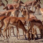 A tight herd of female impalas with reddish and white coats, standing or with heads down on the dry ground