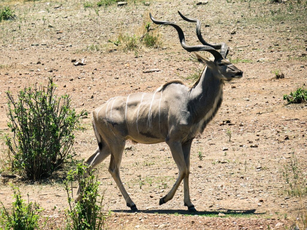 A male greater kudu walks on stony ground, with spiral horns and thin white stripes on its flanks
