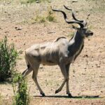 A male greater kudu walks on stony ground, with spiral horns and thin white stripes on its flanks