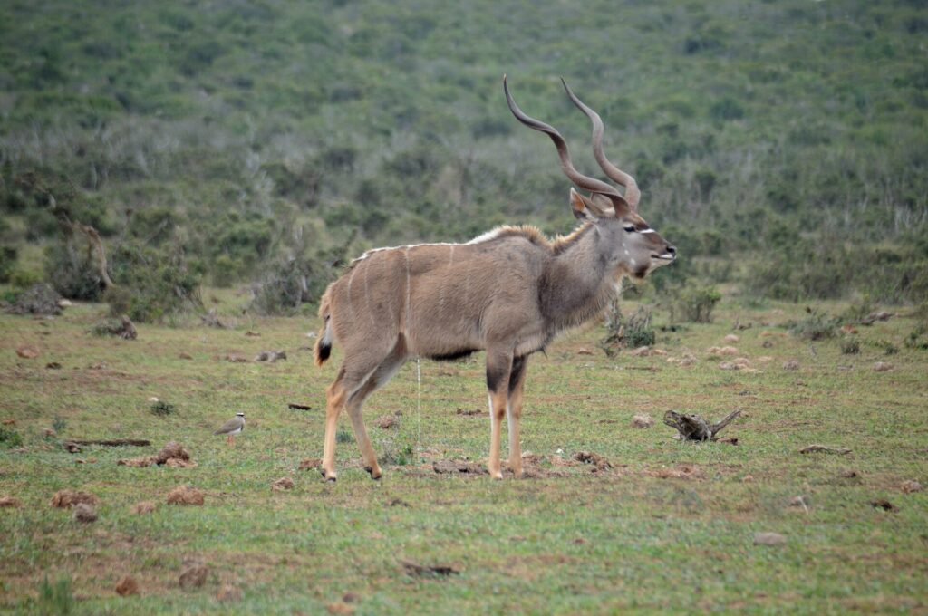 A male greater kudu in profile on short grass, with long spiral horns and thin white stripes on its flank, a crowned lapwing on the ground and dense bush behind