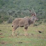A male greater kudu in profile on short grass, with long spiral horns and thin white stripes on its flank, a crowned lapwing on the ground and dense bush behind