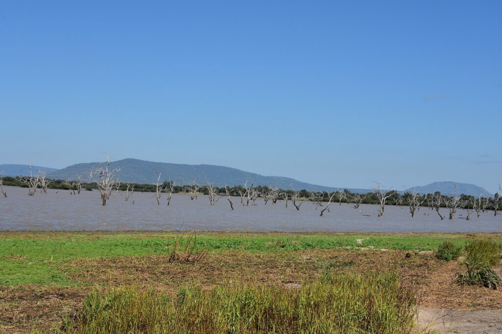 Dead trees standing in the brown water of a lake, with blue hills on the horizon and a bank of green grass