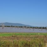 Dead trees standing in the brown water of a lake, with blue hills on the horizon and a bank of green grass