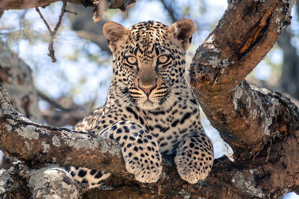 A young leopard lying on a thick tree branch looks straight into the camera