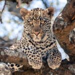 A young leopard lying on a thick tree branch looks straight into the camera