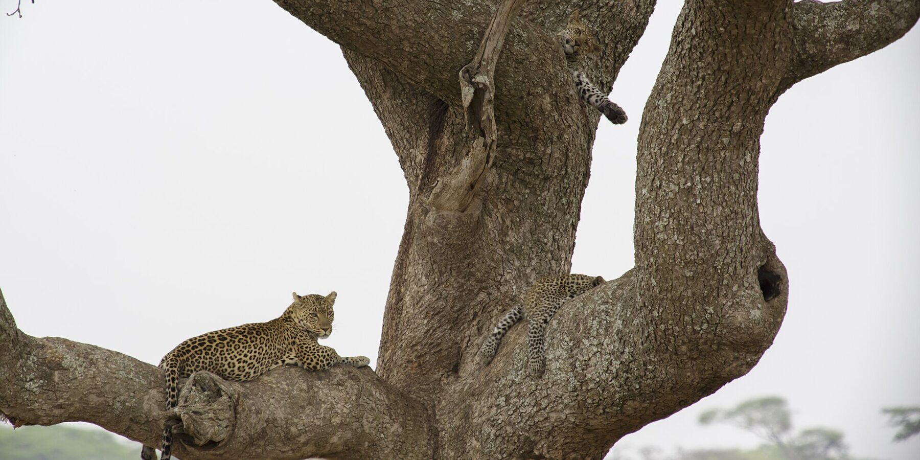 Two leopards in a large tree, one lying on a thick branch and gazing into the distance, a young one above it with a paw hanging down