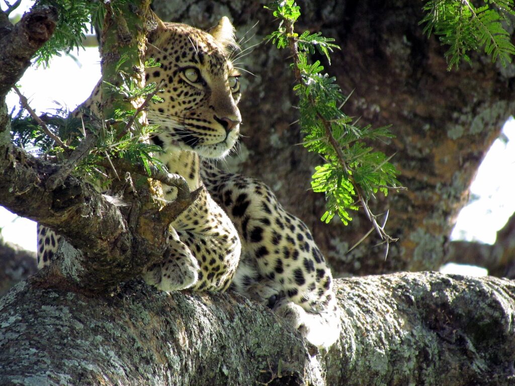 A leopard lying in the fork of an acacia looks to the left, crisp black spots on its pale coat