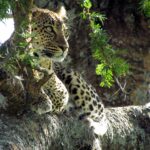 A leopard lying in the fork of an acacia looks to the left, crisp black spots on its pale coat