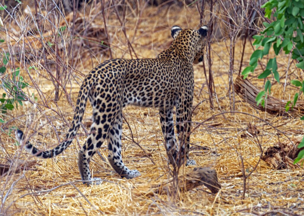 A leopard seen from behind walks away through dry grass between bare bushes, its tail curled up