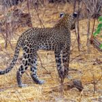 A leopard seen from behind walks away through dry grass between bare bushes, its tail curled up