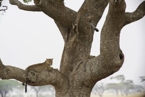 Two leopards in a large tree, one lying on a thick branch and gazing into the distance, a young one above it with a paw hanging down