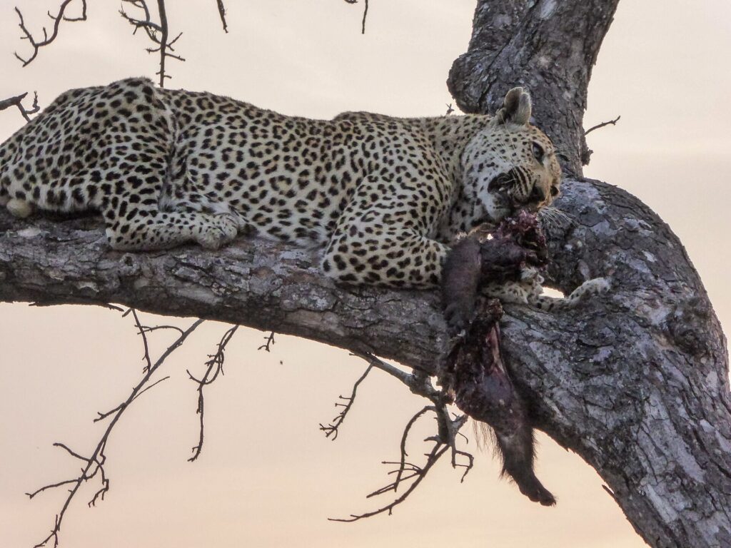 A leopard stretched full length along a thick branch at dusk holds dark-furred prey in its jaws, a pink sky behind the bare branches