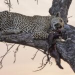 A leopard stretched full length along a thick branch at dusk holds dark-furred prey in its jaws, a pink sky behind the bare branches