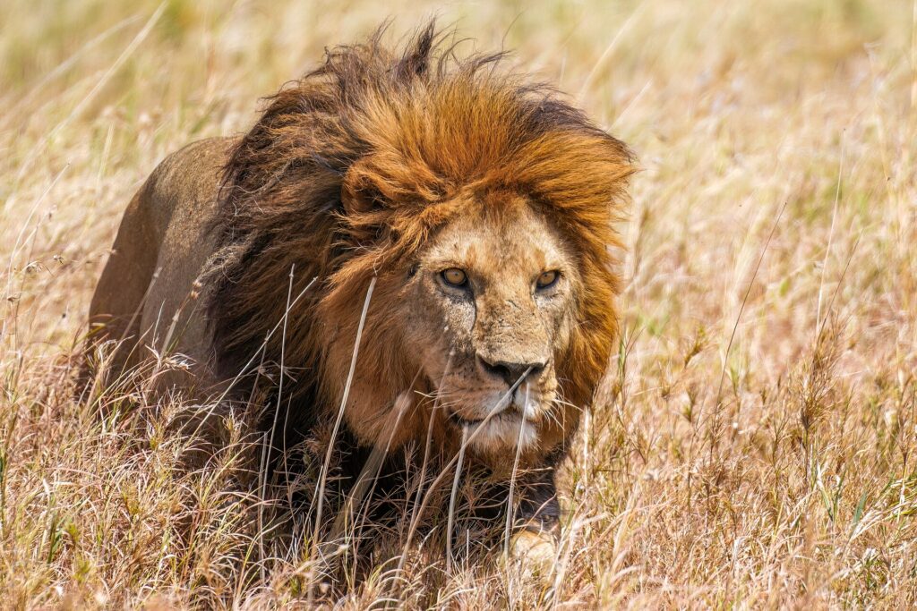 A lion with a reddish mane moves through tall dry grass, staring off to its right