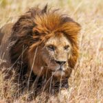 A lion with a reddish mane moves through tall dry grass, staring off to its right