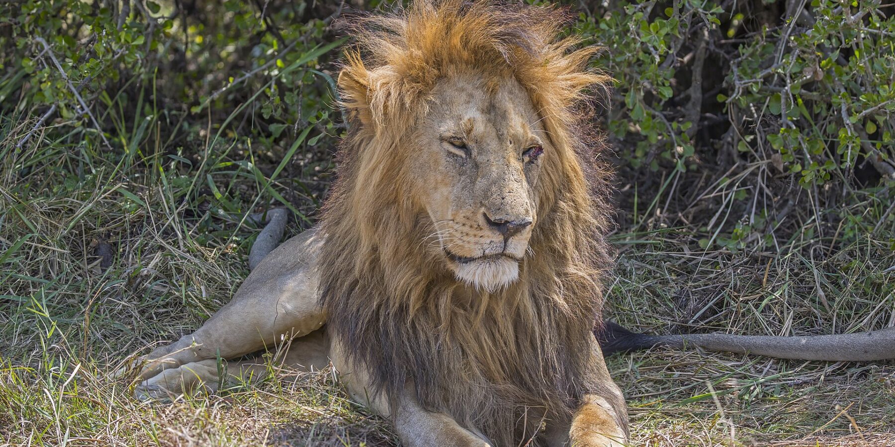 A male lion lying in the grass in front of a bush, its thick mane tousled by the wind, eyes half closed