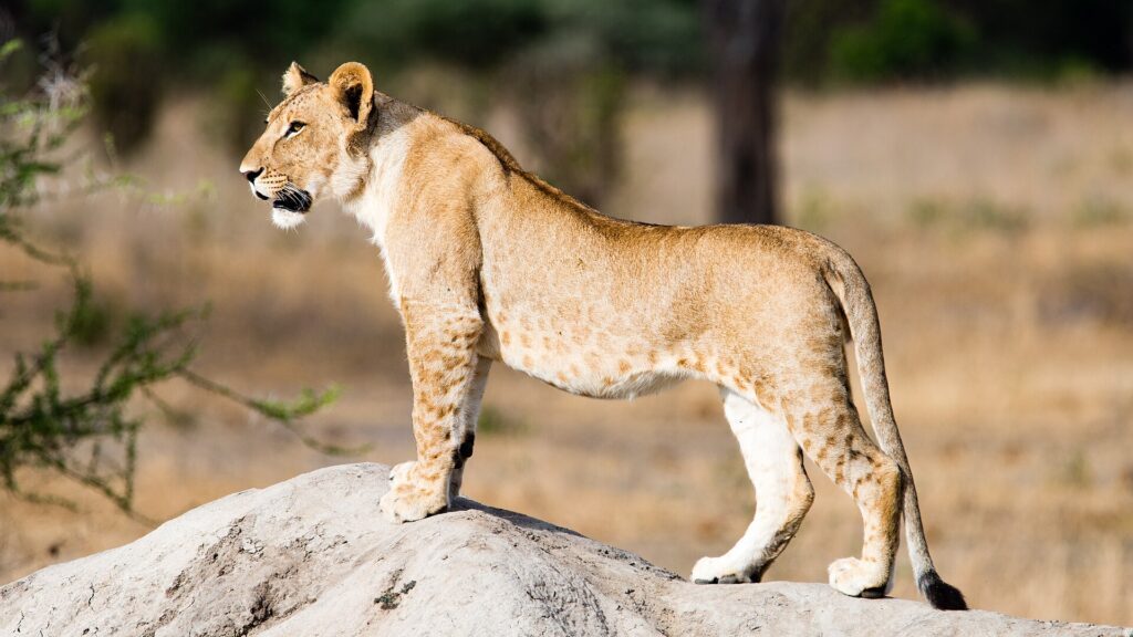 A young lion standing in profile on a termite mound, with spots still visible on its belly and legs